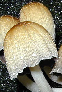 dweye2.jpg 21kb fungi clump