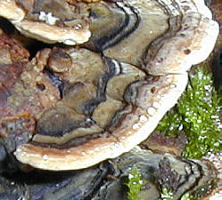 dweye3.jpg 22kb bracket fungi