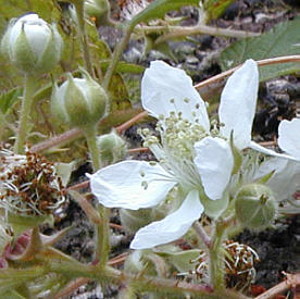 dweye4.jpg 26kb bramble flower/bud