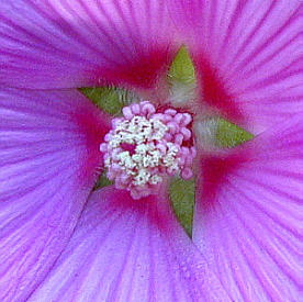 dweye5.jpg 22kb mallow flower close-up
