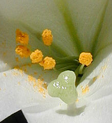dweye6.jpg 11kb flower close-up