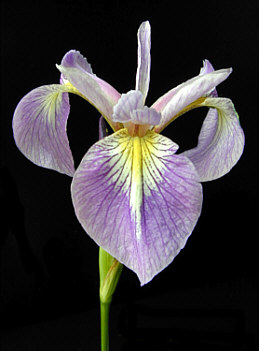 dweye1.jpg 24kb iris flower