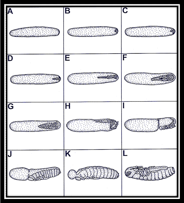 Embryonic_Development.tif