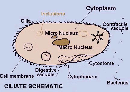 animal cell vacuole. Contractile vacuoles are used