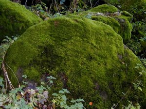 Mossy rock