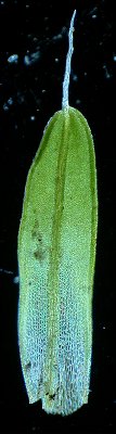 T.muralis leaf in darkfield illumination
