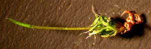 T. muralis dry plant