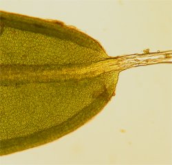 T. muralis leaf tip