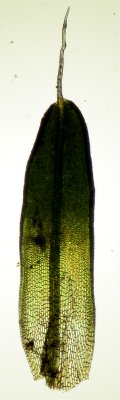 T. muralis whole leaf brightfield