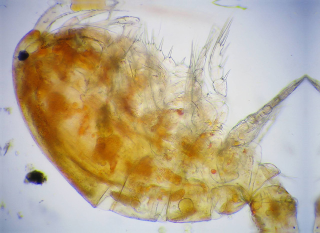 Copeopod with CombineZ