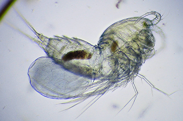 Copeopod with CombineZ