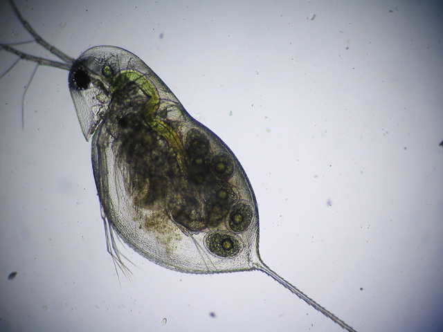 daphnia rosae