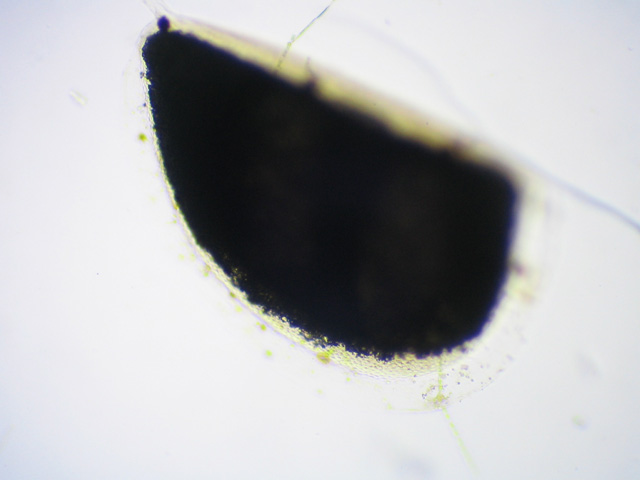 Dormant daphnia egg