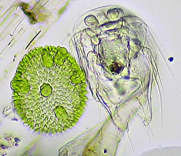 Copeopod larvae and volvox