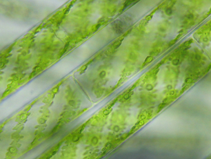 Dormant daphnia egg