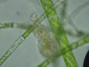 Rotifer