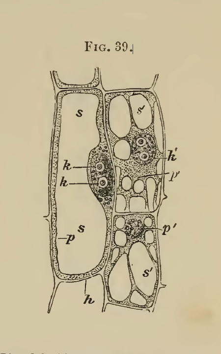 fritillaria