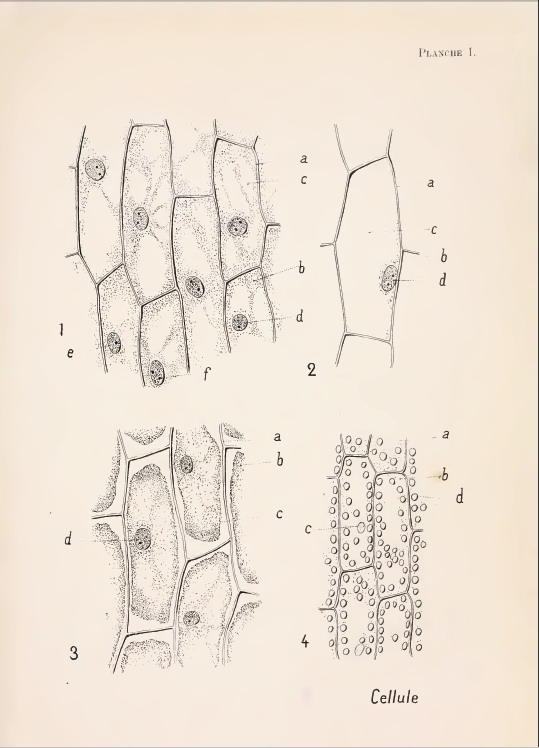 onion-cell-drawing