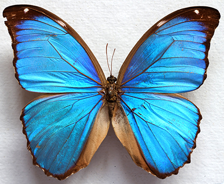 butterfly under microscope