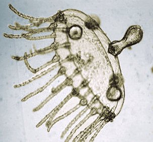 Cnidaria Obelia