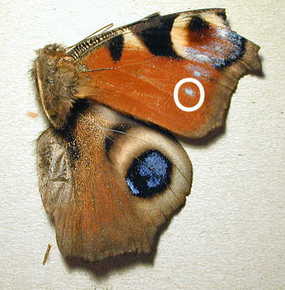 butterfly under microscope