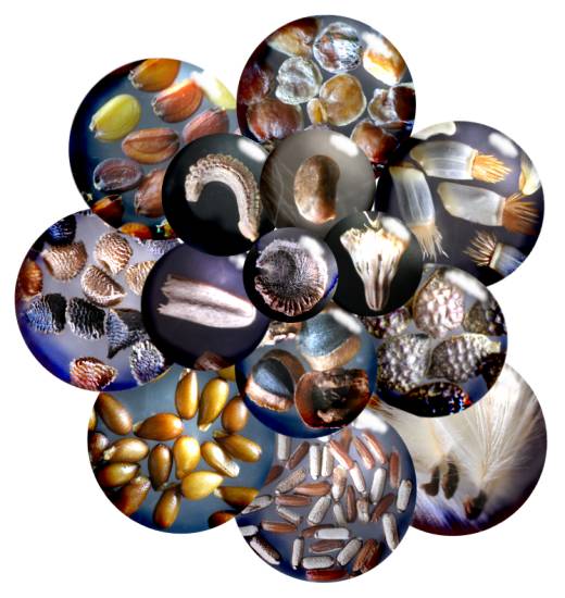 14 common garden seeds at low magnification arranged in a spiral