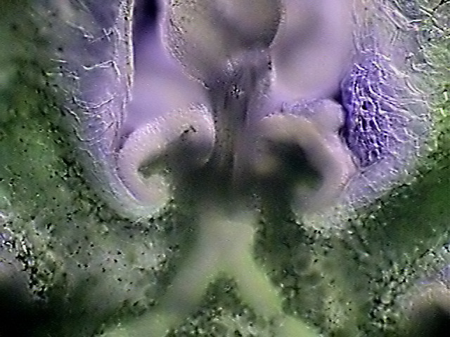 24 - cordifoliaflower