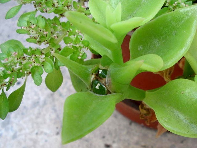27 - cordifoliaflor