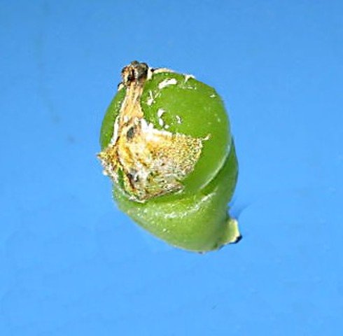 28 -cordifoliaflor