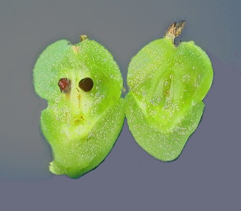 29 - cordifoliaflor