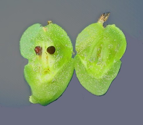 29 - cordifoliaflor
