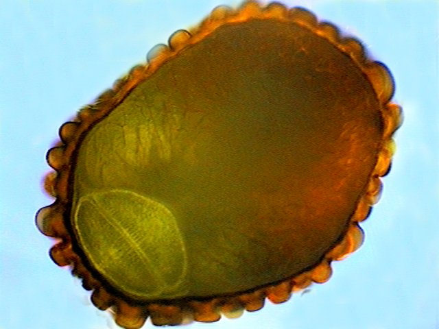 30 - cordifoliaflor