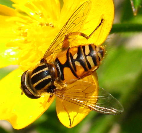 Hoverfly Identification Chart