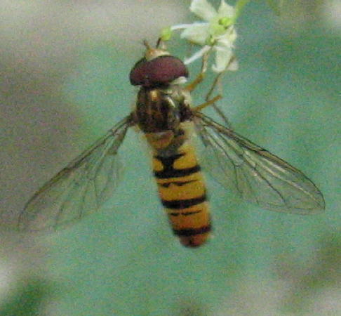 Episyrphus balteatus