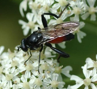 Brachypalpoides lentus.