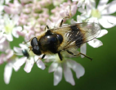 Cheilosia illustrata.