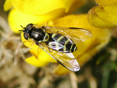 Dasysyrphus albostriatus.