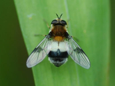 Leucozona lucorum