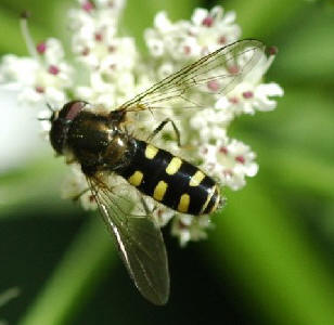 Melangyna umbellatarum