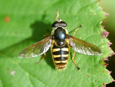 Sericomyia silentis.