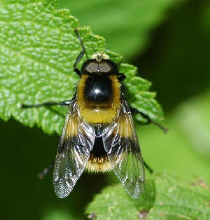 The Hover Fly Volucella bombylans Male