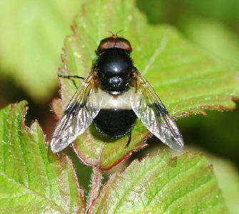 Volucella pellucens.