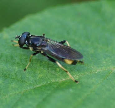 Xylota sylvarum.