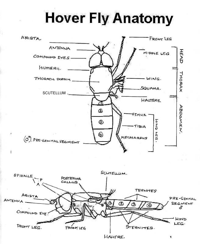 Hoverfly Identification Chart