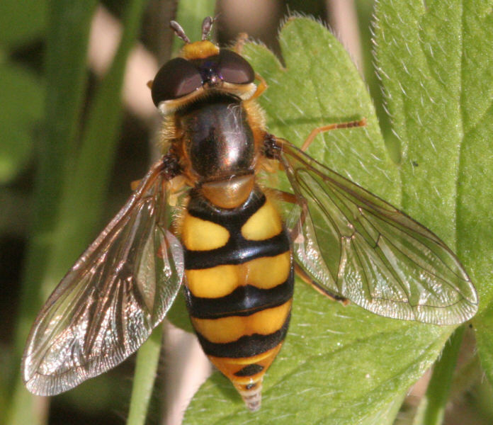 Hoverfly Identification Chart