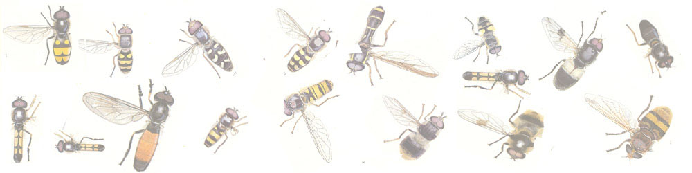 Hoverfly Identification Chart