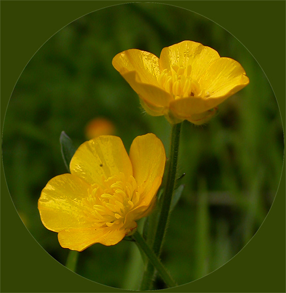 buttercup flower print