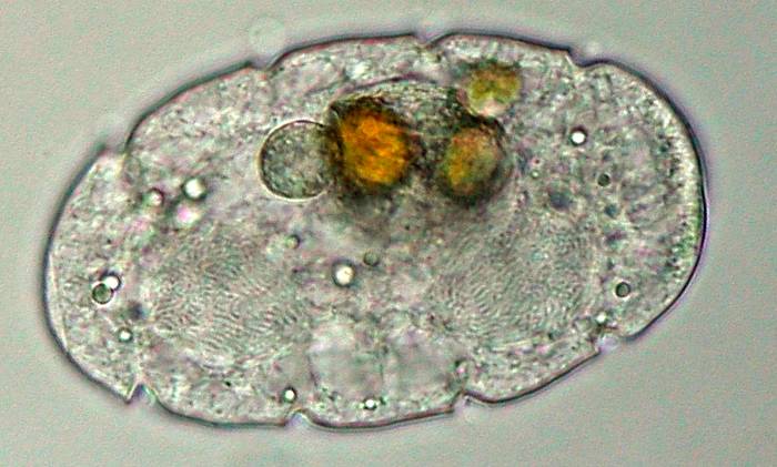 Resultado de imagen de Protoplasma vivo