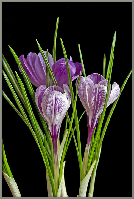 Crocus Roses Uk