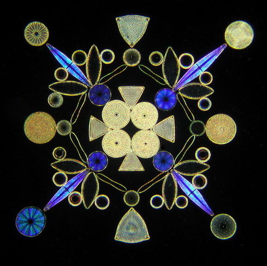 diatoms 2